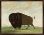Buffalo Bull, Grazing on the Prairie, George Catlin, 1832-1833 on Canvas