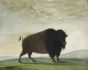 Buffalo Cow, Grazing on the Prairie, George Catlin, 1832-1833 Boxed Canvas 
