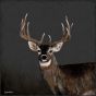 Country Buck