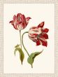 Marrel Tulip II
