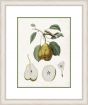 Pear Branch I