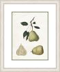 Pear Branch IV