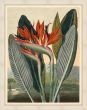 The Queen Flower, 1812, Philip Reinagle