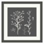 Salicornia Strobilacea Granite II