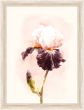 Watercolor Iris I