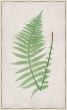 Bradbury Polypodium V Canvas