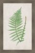 Bradbury Polypodium V