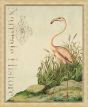 NaturaIe Histore IV (Flamingo)