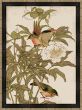 Peking Robin and Peonies