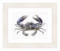 Watercolor Blue Crab