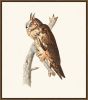 Audubon's Long Eared Owl