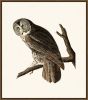 Audubon's Great Cinerous Owl