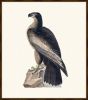 Audubon's Bird Of Washington - Bald Eagle