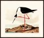 Audubon's Long-Legged Avocet
