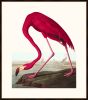 Audubon's American Flamingo