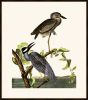 Audubon's Yellow-Crowned Heron