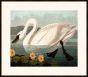 Audubon's American Swan