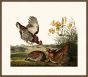 Audubon's Pinnated Grouse
