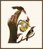 Audubon's Gold-Winged Woodpecker
