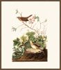 Audubon's Lincoln Finch