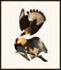 Audubon's Brasilian Caracara