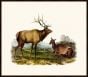 Audubon's American Elk