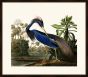 Audubon's Louisiana Heron II