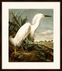 Audubon's Snowy Heron II