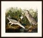 Audubon's Night Heron II