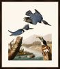 Audubon's Belted Kingfisher II
