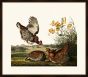 Audubon's Pinnated Grouse II