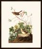 Audubon's Lincoln Finch II