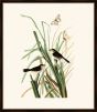 Audubon's MacGillivray Finch II