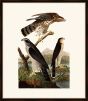 Audubon's Goshawk and Stanley Hawk II