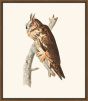 Audubon's Long Eared Owl II