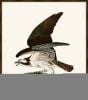 Audubon's Fish Hawk or Osprey I