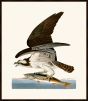 Audubon's Fish Hawk or Osprey II