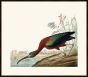Audubon's Glossy Ibis II