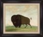 Buffalo Bull, Grazing on the Prairie, George Catlin, 1832-1833