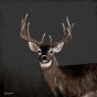 Country Buck Boxed Canvas