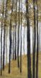 Towering Trees II Boxed Canvas