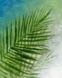 Palm Frond I Boxed Canvas