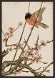 Songbird and Cherry Blossoms Petite on Canvas