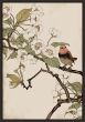 Red Robin and Peach Blossoms Petite on Canvas