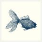 Goldfish in Blue with White Frame