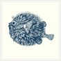 Blowfish in Blue with White Frame