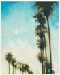 Tall Palms Grande on canvas