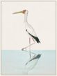 Yellow billed Stork on Canvas
