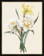 Narcissus Gouani    1827 Redoute