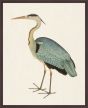 Grey Heron  Ram Das  1872